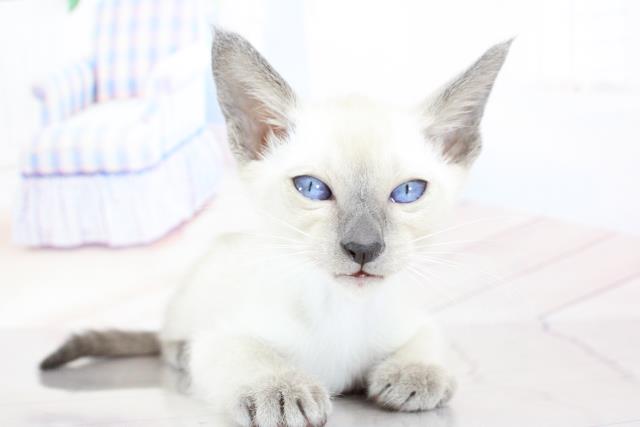 シャムの子猫一覧 ペットショップcoo Riku