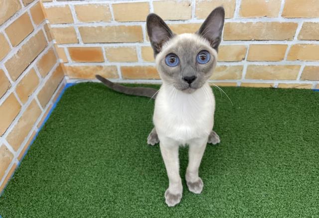 シャムの子猫一覧 ペットショップcoo Riku