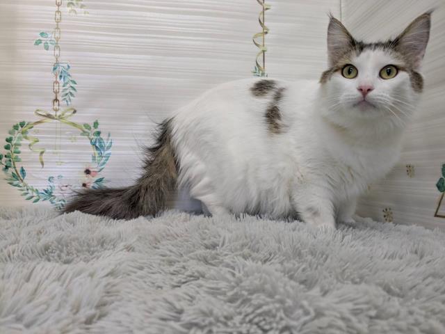 ノルウェージャン・フォレストキャット