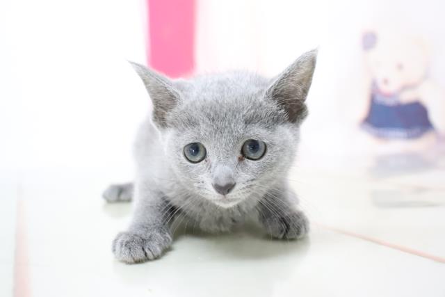 ロシアンブルーの子猫 メス イオンモール新発田店 ペットショップcoo Riku ロシアンブルーの子猫 メス イオンモール新発田店 ペットショップcoo Riku