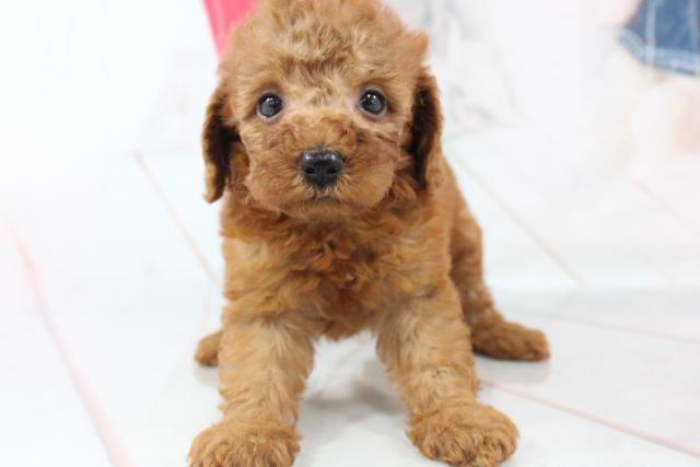 トイ プードルの子犬 メス 札幌東店 ペットショップcoo Riku