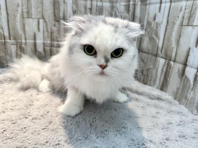 スコティッシュフォールド