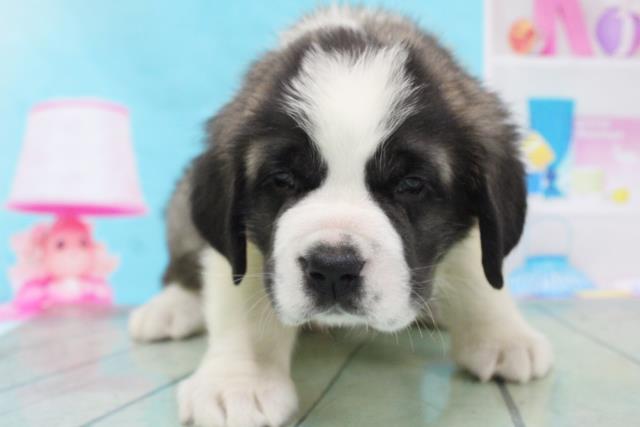 セントバーナード ペットショップcoo Riku