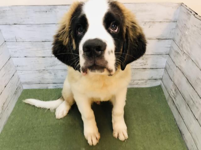 セントバーナード ペットショップcoo Riku