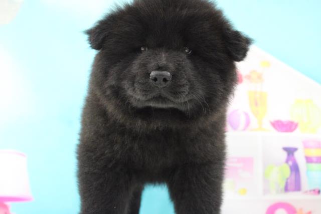 チャウチャウの子犬一覧 ペットショップcoo Riku