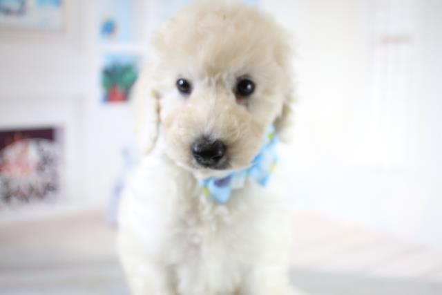 スタンダードプードルの子犬一覧 ペットショップcoo Riku スタンダードプードルの子犬一覧 ペットショップcoo Riku