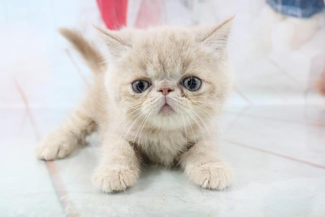 エキゾチック ショートヘアーの子猫一覧 ペットショップcoo Riku