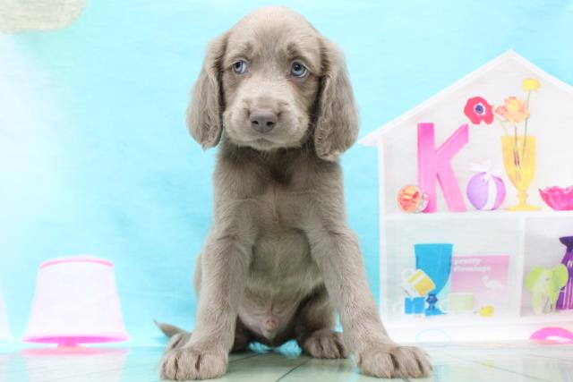 ペットショップcoo Riku ワイマラナー