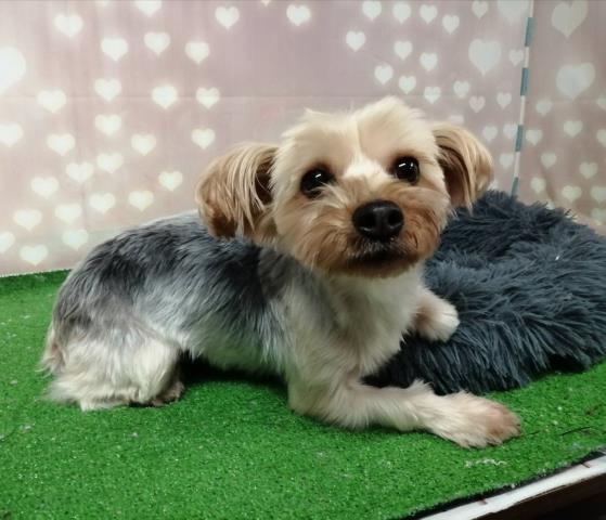 ヨークシャーテリア