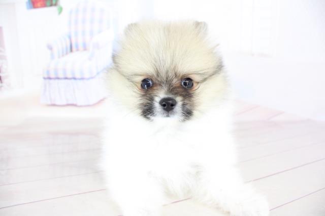 ポメラニアンの子犬 オス 浜松店 ペットショップcoo Riku