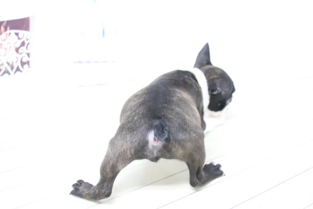 一緒におでかけ お散歩犬特集 ペットショップcoo Riku