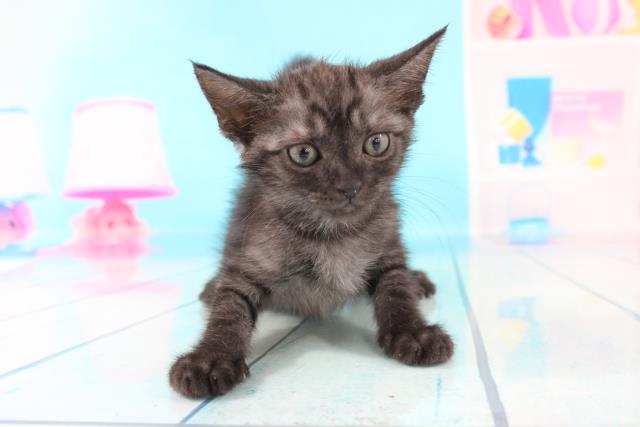 Mix 猫 ペットショップcoo Riku Mix 猫 ペットショップcoo Riku