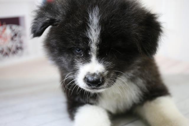 秋田犬の子犬 オス 福山店 ペットショップcoo Riku