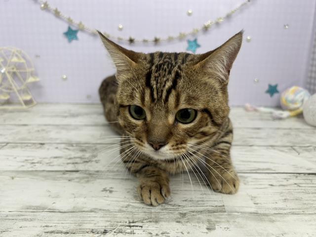 ジェネッタの子猫（オス♂） 松戸店｜ペットショップCoo＆RIKU