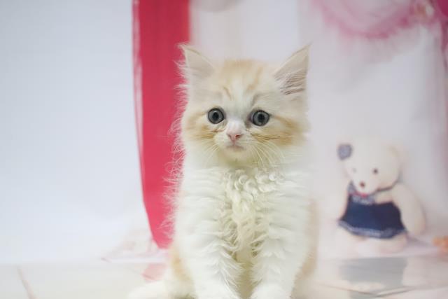 兵庫県のスコティッシュフォールド (Coo&RIKU尼崎店/2021年5月4日生まれ/女の子/レッドタビーホワイト)の子猫