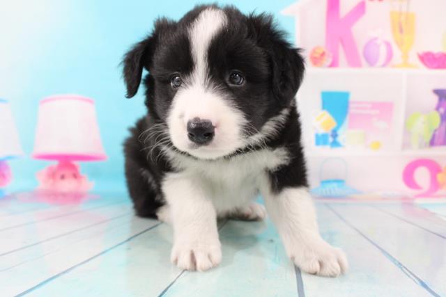 ボーダーコリーの子犬 オス 横浜港南台店 ペットショップcoo Riku ボーダーコリーの子犬 オス 横浜港南台店 ペットショップcoo Riku
