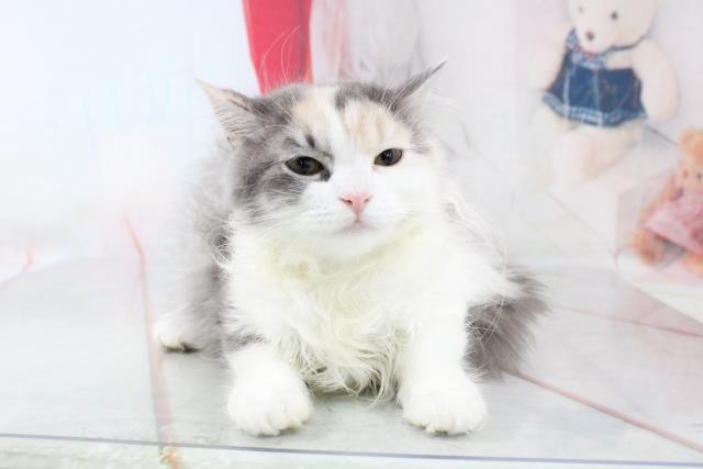 釧路店のご案内 釧路市入江町 ペットショップcoo Riku