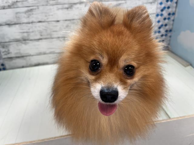ポメラニアン