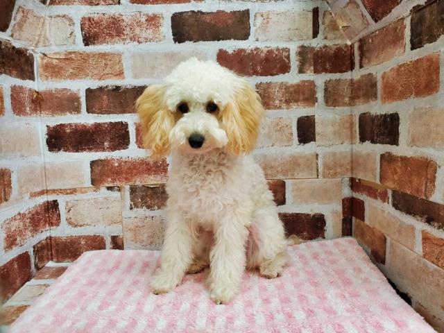 トイ プードルの子犬 メス パウ川崎店 ペットショップcoo Riku