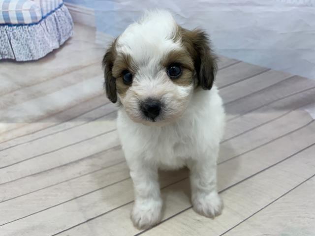 一緒におでかけ お散歩犬特集 ペットショップcoo Riku 一緒におでかけ お散歩犬特集 ペットショップcoo Riku