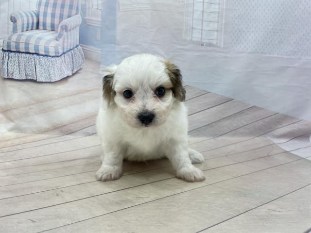 一緒におでかけ お散歩犬特集 ペットショップcoo Riku 一緒におでかけ お散歩犬特集 ペットショップcoo Riku