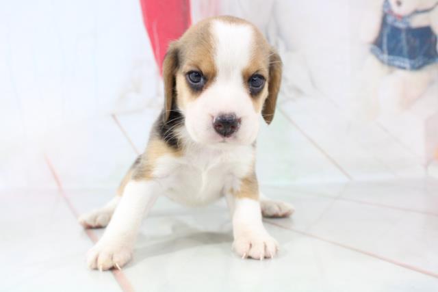 ビーグル ペットショップcoo Riku