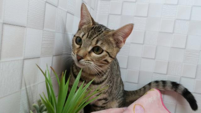 ジェネッタの子猫（メス♀） イオンモール新発田店｜ペットショップ 