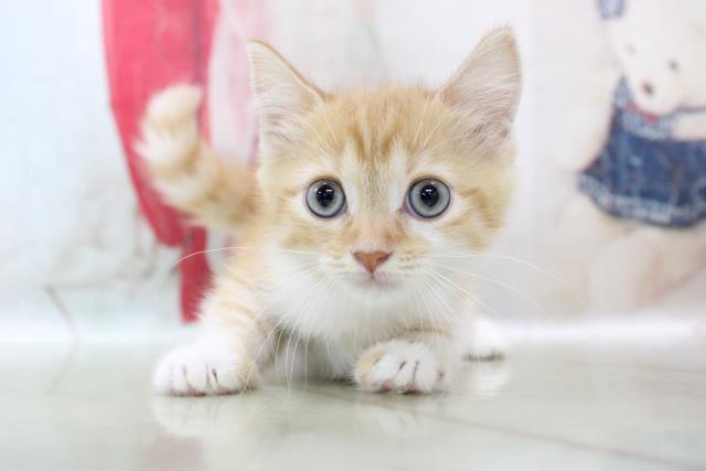 マンチカンの子猫一覧 ペットショップcoo Riku