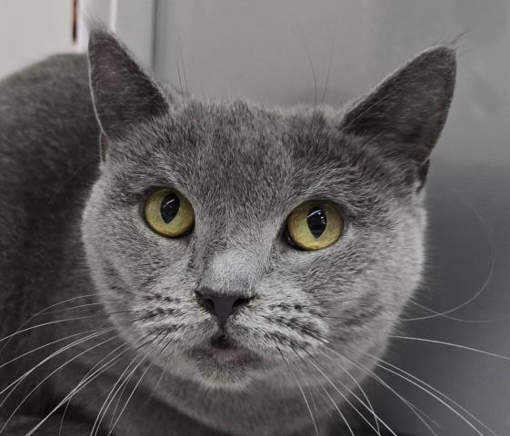 ブリティッシュショートヘアー