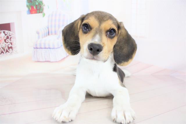 ビーグルの子犬一覧 ペットショップcoo Riku