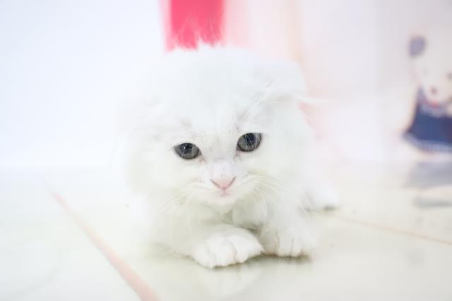 スコティッシュフォールドの子猫 メス 京都河原町店 ペットショップcoo Riku