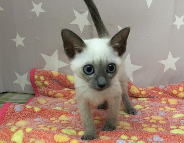 シャムの子猫一覧 ペットショップcoo Riku シャムの子猫一覧 ペットショップcoo Riku