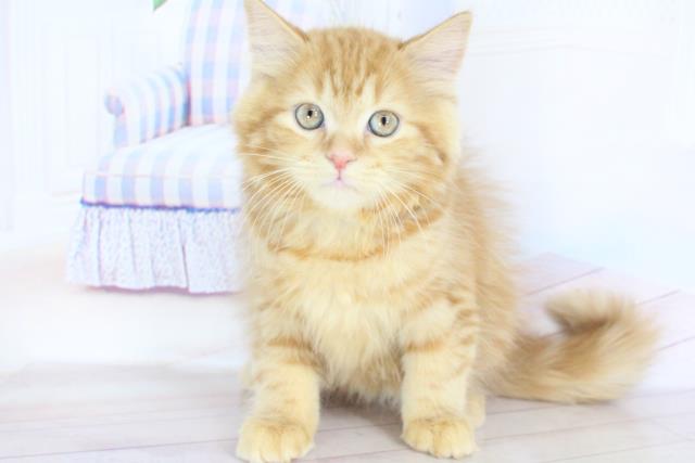 ラガマフィンの子猫 オス 綿半可児店 ペットショップcoo Riku
