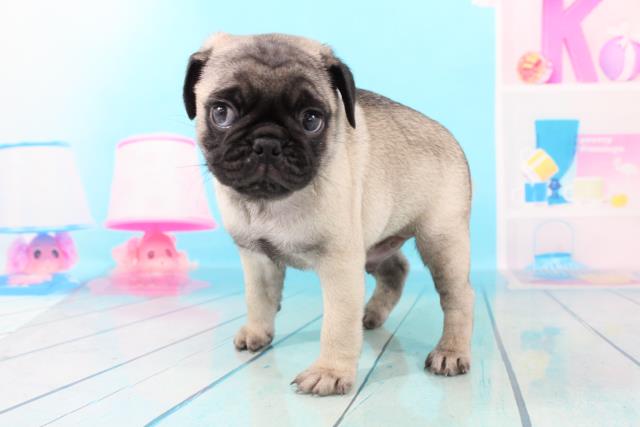 パグの子犬一覧 ペットショップcoo Riku