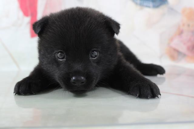 甲斐犬の子犬一覧 ペットショップcoo Riku