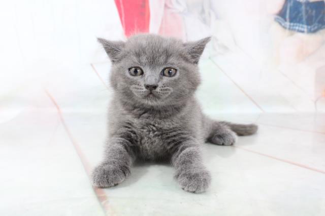 熊本県のブリティッシュショートヘアー (Coo&RIKUカリーノ玉名店/2021年6月5日生まれ/女の子/ブルー)の子猫