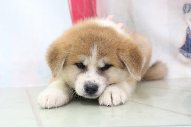 秋田犬の子犬 メス 日立店 ペットショップcoo Riku 秋田犬の子犬 メス 日立店 ペットショップcoo Riku