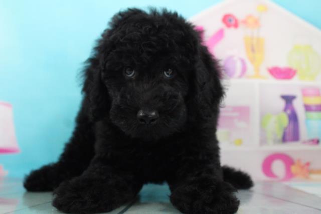 スタンダードプードルの子犬一覧 ペットショップcoo Riku スタンダードプードルの子犬一覧 ペットショップcoo Riku