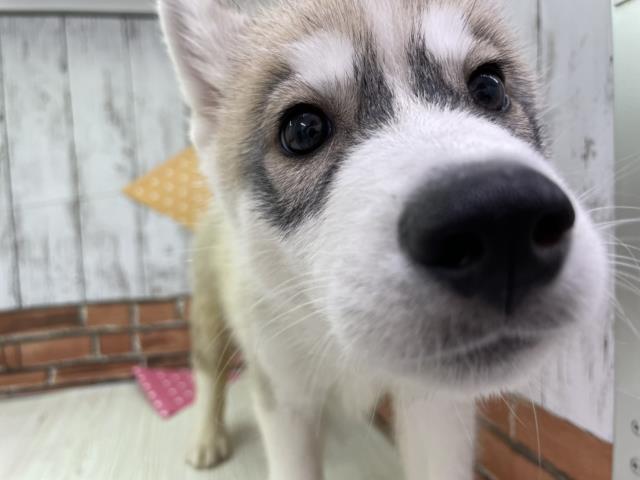 ペットショップcoo Riku シベリアンハスキー