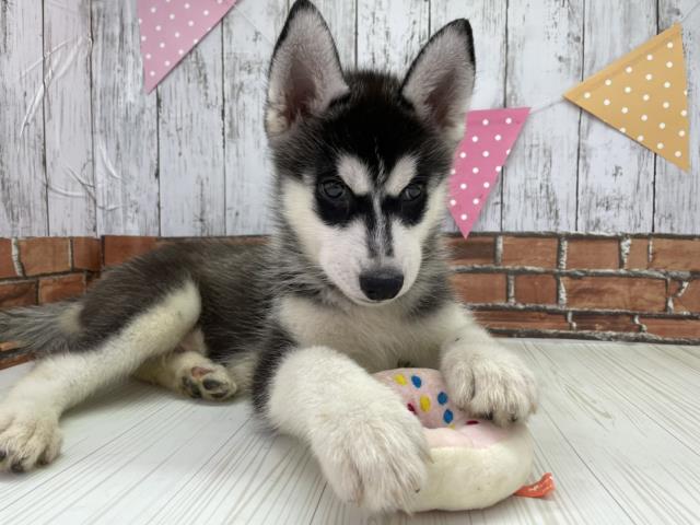シベリアンハスキーの子犬一覧 ペットショップcoo Riku シベリアンハスキーの子犬一覧 ペットショップcoo Riku