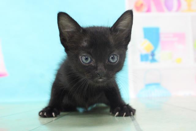 ペットショップcoo Riku ボンベイ