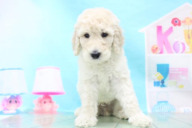 スタンダードプードルの子犬 オス 熊谷ニットーモール店 ペットショップcoo Riku スタンダードプードルの子犬 オス 熊谷ニットーモール店 ペットショップcoo Riku