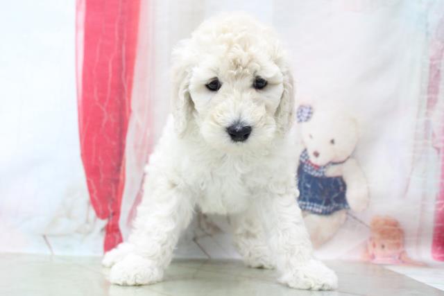 スタンダードプードルの子犬一覧 ペットショップcoo Riku スタンダードプードルの子犬一覧 ペットショップcoo Riku