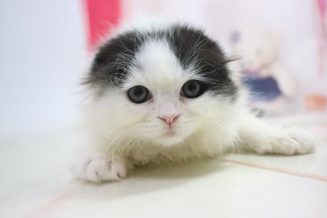 大阪府のスコティッシュフォールド (Coo&RIKU高槻店/2021年6月20日生まれ/女の子/ブラックホワイト)の子猫