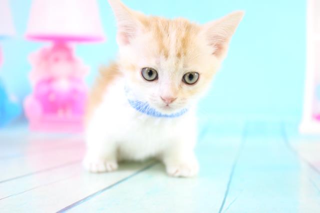 マンチカンの子猫 オス 大分店 ペットショップcoo Riku