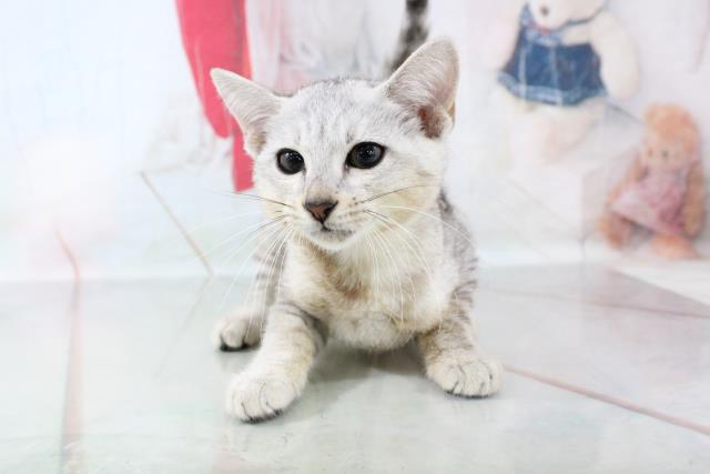 エジプシャンマウの子猫 メス 南柏店 ペットショップcoo Riku エジプシャンマウの子猫 メス 南柏店 ペットショップcoo Riku