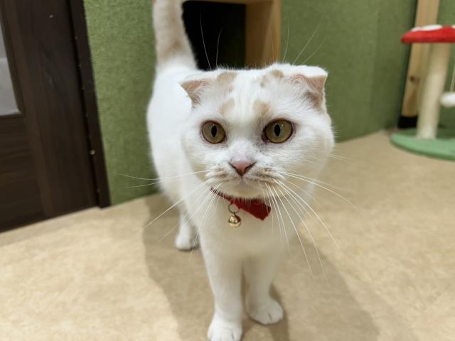 スコティッシュフォールド