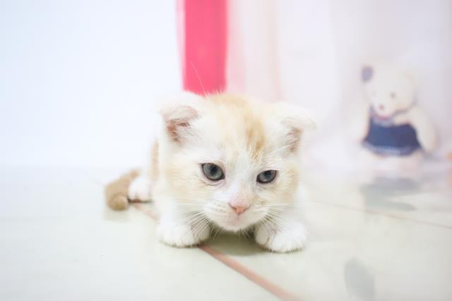 スコティッシュフォールドの子猫 メス 姫路店 ペットショップcoo Riku スコティッシュフォールドの子猫 メス 姫路店 ペットショップcoo Riku