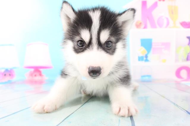 シベリアンハスキーの子犬一覧 ペットショップcoo Riku シベリアンハスキーの子犬一覧 ペットショップcoo Riku