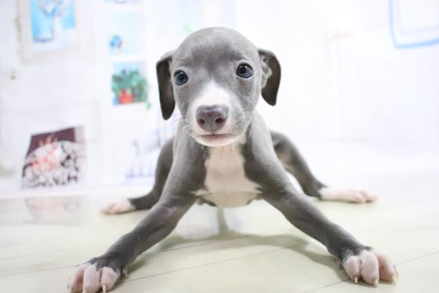 イタリアングレーハウンドの子犬一覧 ペットショップcoo Riku イタリアングレーハウンドの子犬一覧 ペットショップcoo Riku